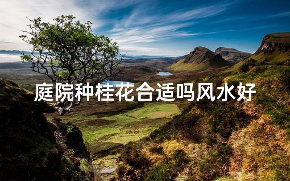 庭院种桂花合适吗风水好吗(庭院种桂树好吗)