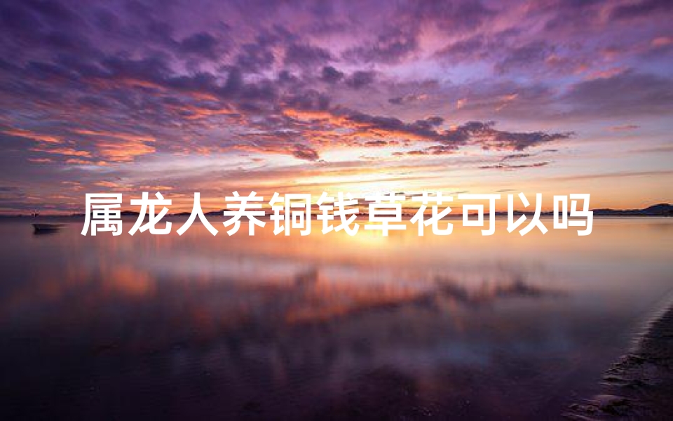 属龙人养铜钱草花可以吗