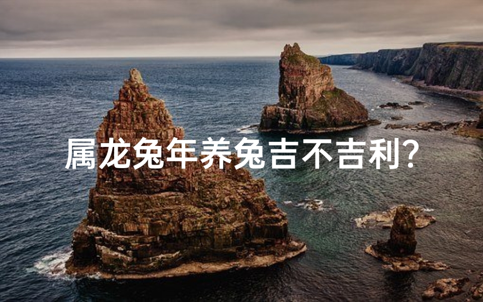 属龙兔年养兔吉不吉利？探究最佳选择