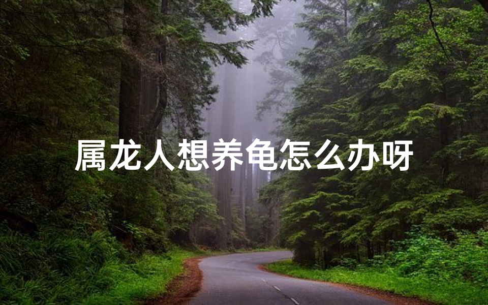 属龙人想养龟怎么办呀
