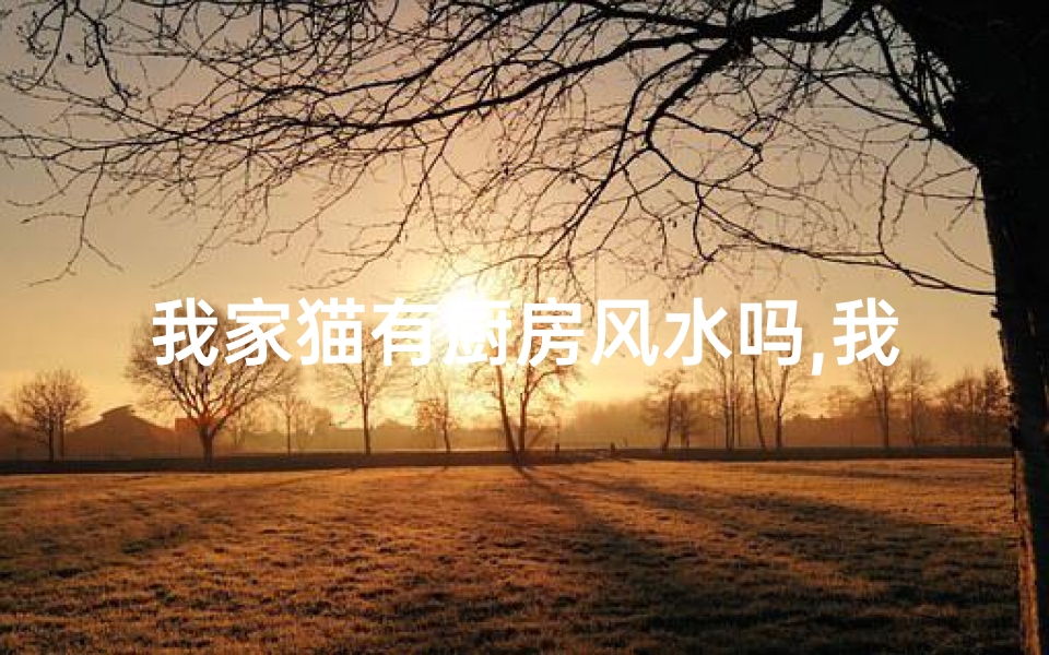 我家猫有厨房风水吗,我家猫咪的厨房风水之谜
