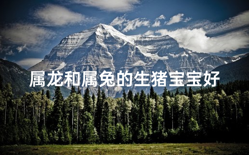 属龙和属兔的生猪宝宝好吗