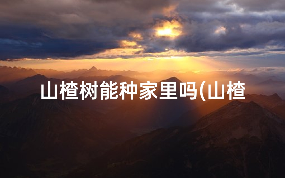 山楂树能种家里吗(山楂树种植风水宜忌解析)