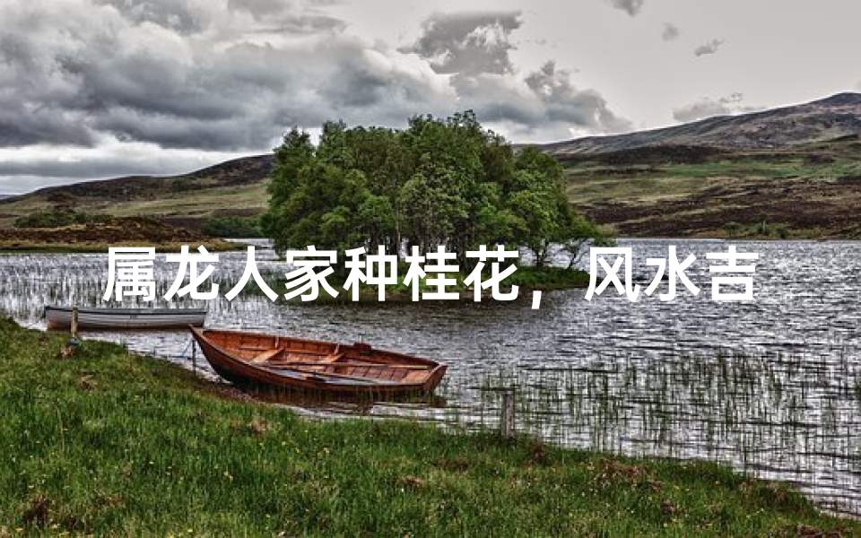 属龙人家种桂花，风水吉祥好运来