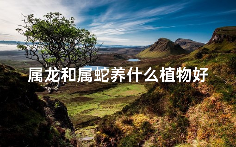 属龙和属蛇养什么植物好