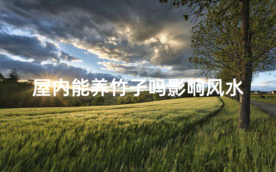 屋内能养竹子吗影响风水吗-屋里能养竹子吗